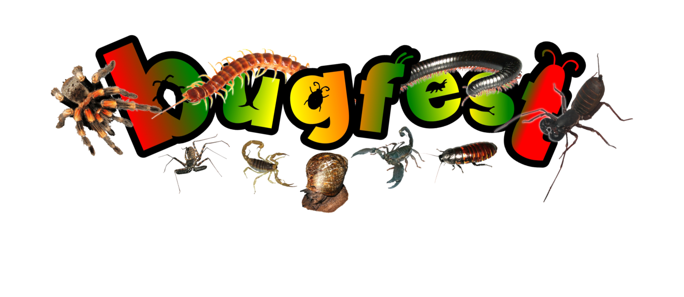 Bugfest Bug parties and bug visits for schools.