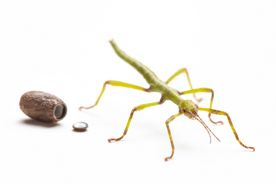 insect life cycles