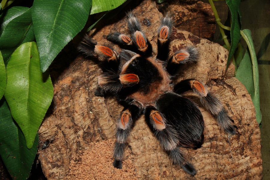 minibeast_school_visits