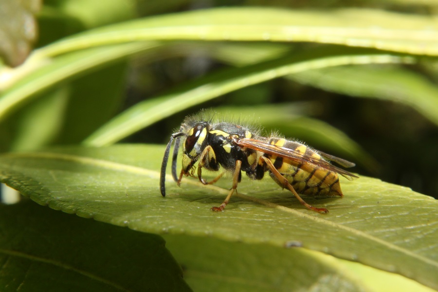 bug parties near me