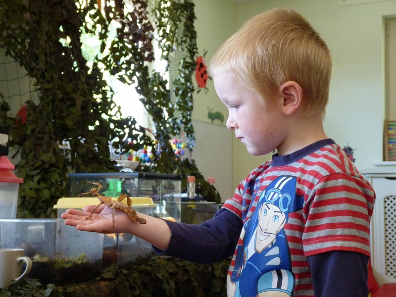 bugfest-pre-school-extatosoma-tiaratum-1